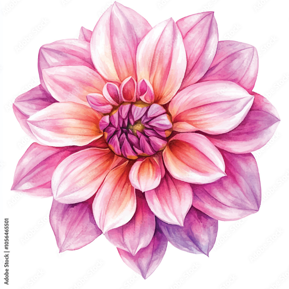 Fototapeta premium dahlia flower watercolor clipart illustration isolated