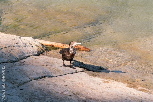 Phalacrocorax Varius Varius on a Rock in the Ocean: Stunning Seabird Encounter photo