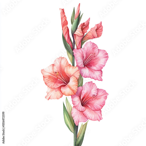 gladiolus flower watercolor clipart illustration isolated