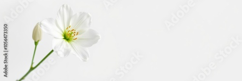 A single white rose on a plain white background, elegant, background, bloom