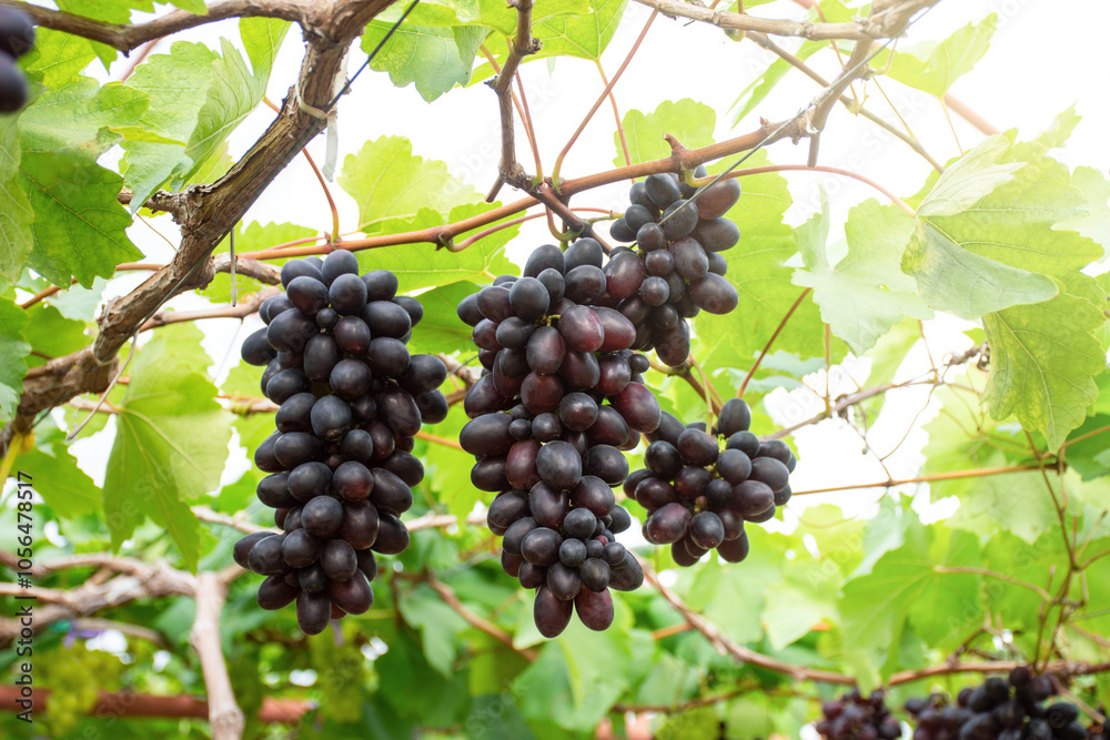 bunch of grapes on vine bunch of grapes on vine