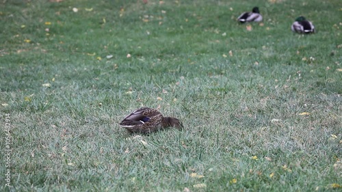 A Mallard duck walks across the grass.