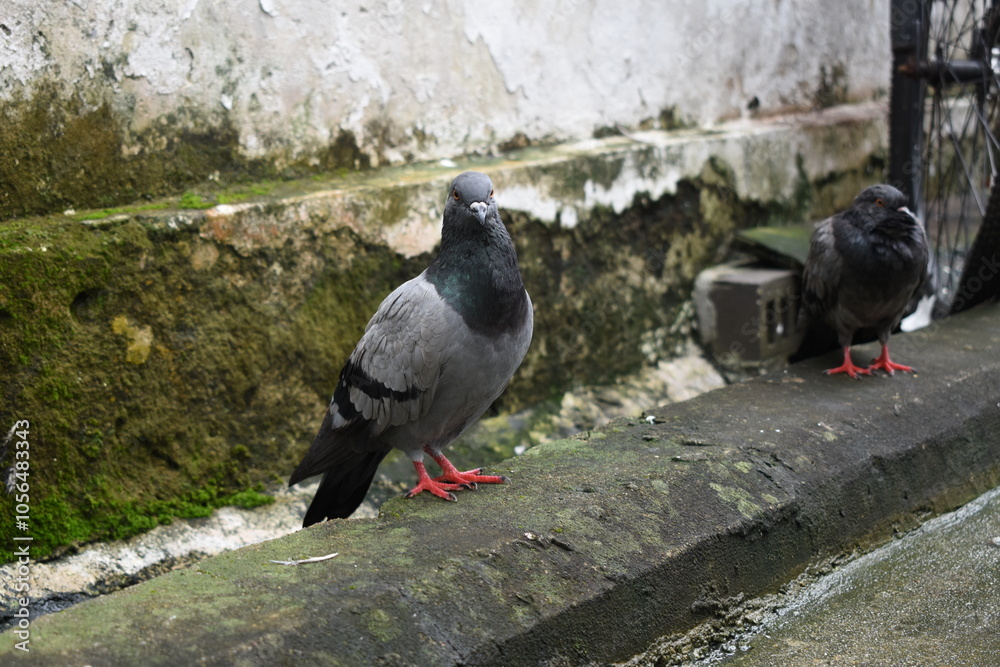 Fototapeta premium Pigeon looking at camera on dirty sidewalk