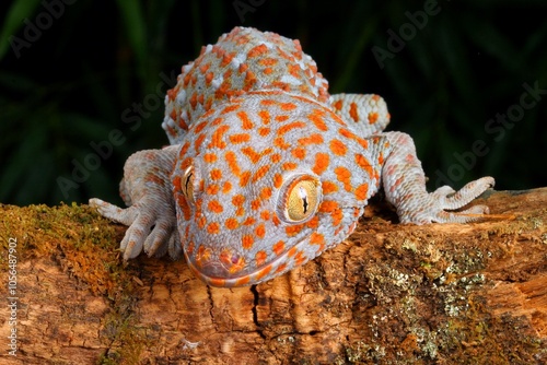 Tokay Gecko (Gecko gecko). Animal portrait.