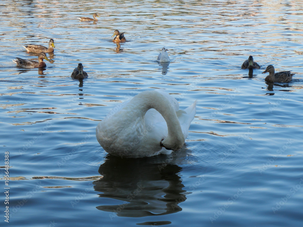 Fototapeta premium Swan Preening with Ducks in the Water