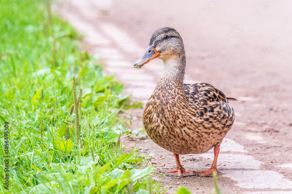 A duck female stands on its paws on the green shore of a pond. A duck female stands on its paws on the green shore of a pond.