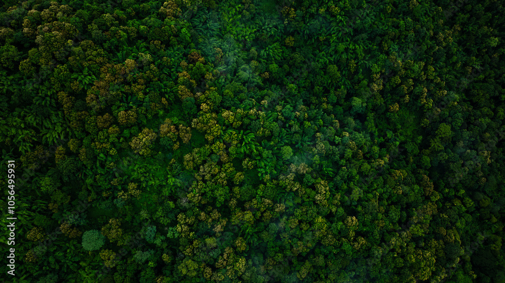 drone point of top view, forest in the rainy season for backgrounds abstract drone point of top view, forest in the rainy season for backgrounds abstract