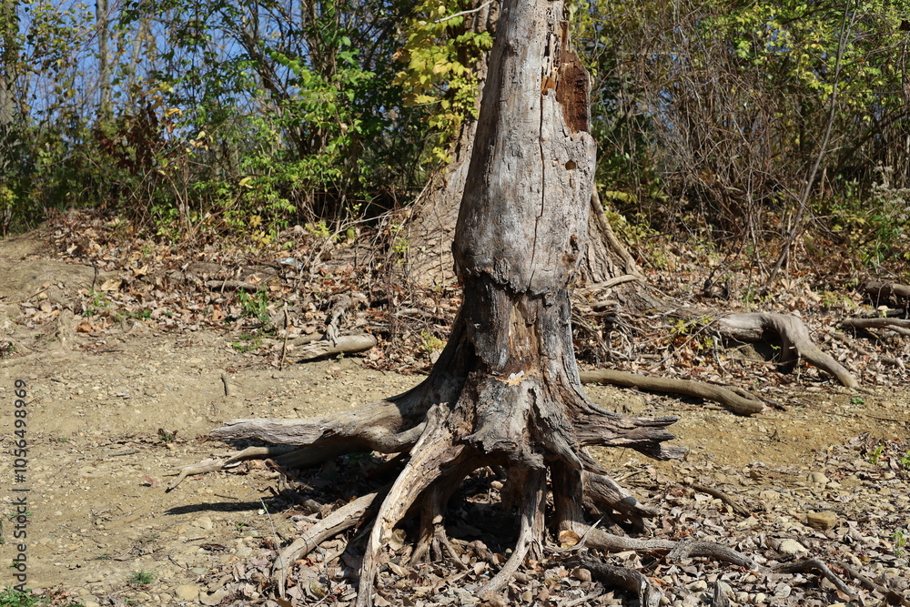 Dead tree with trunk and exposed roots on dried up lake shore after extended drought Dead tree with trunk and exposed roots on dried up lake shore after extended drought