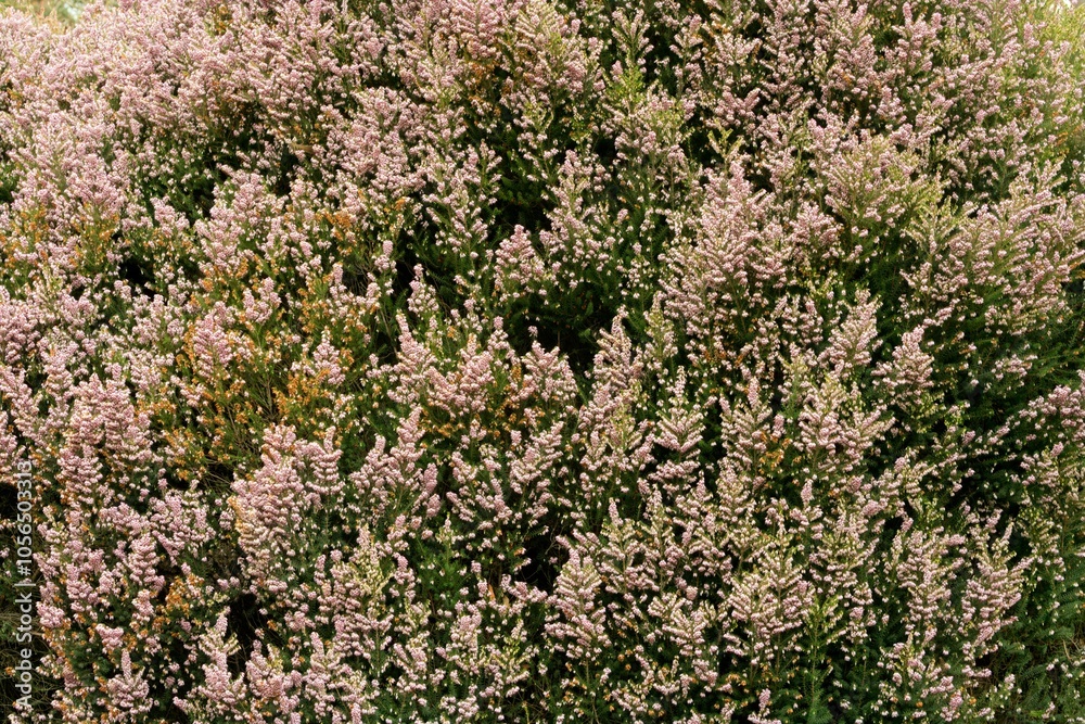 Close-Up of Erica Arborea x Veitchii Blossoms: Stunning Floral Detail Close-Up of Erica Arborea x Veitchii Blossoms: Stunning Floral Detail