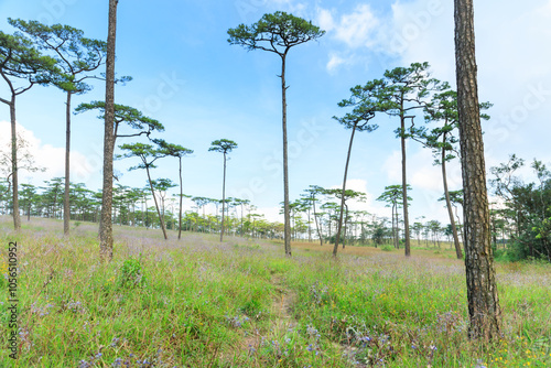 Pine tree forest at Phu Soi Dao, Phu Soi Dao National Park, Uttaradit, Thailand photo