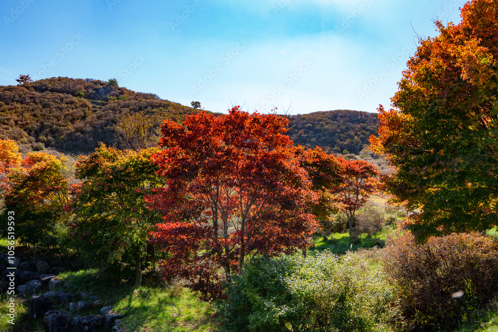 Autumn scenery with autumn leaves on Hwangmaesan Mountain in Korea