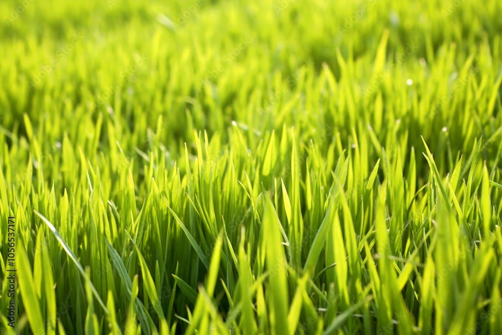 Lush green grass field bathed in sunlight, showcasing vibrant life in a serene natural setting