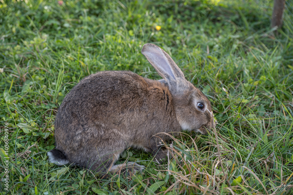 House Rabbit Care Behavior in October in Romania, 2024 House Rabbit Care Behavior in October in Romania, 2024