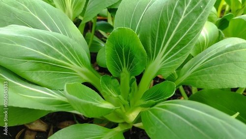 Pakcoy vegetables are ready to harvest photo