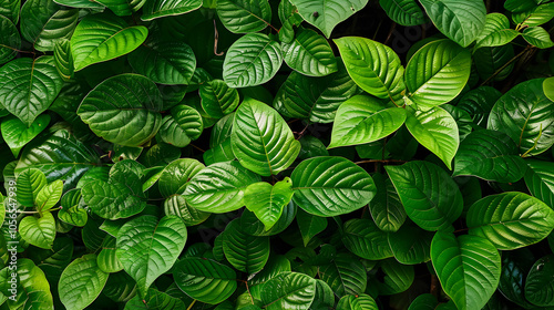 Wallpaper Mural Dark green leaf texture, Natural green leaves using as nature background Torontodigital.ca