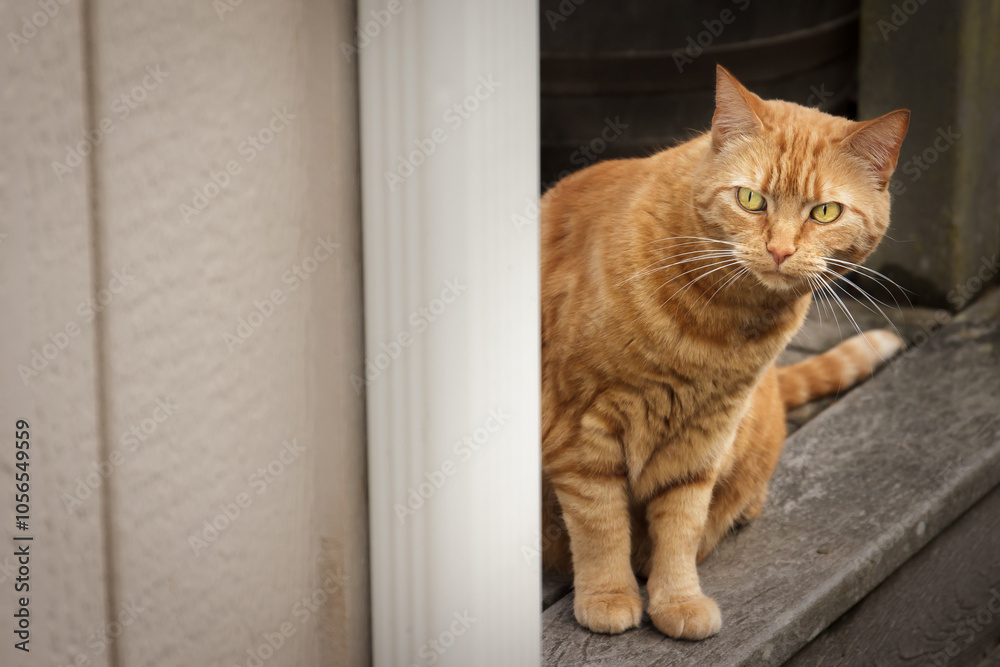Red cat cautiously peering around a corner Red cat cautiously peering around a corner