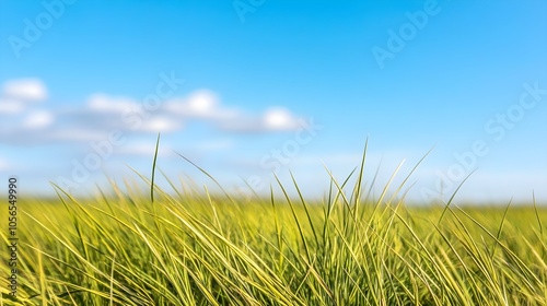 Grass Blades Blue Sky