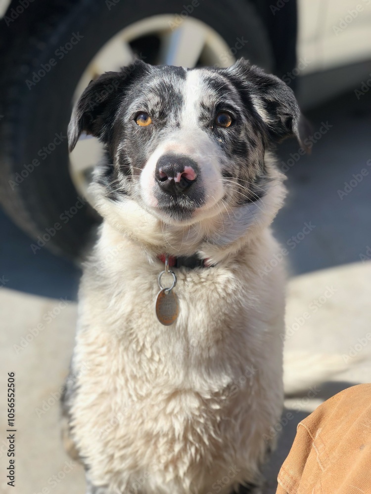 cute portrait of border collie dog