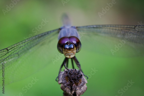 close up of dragonfly photo