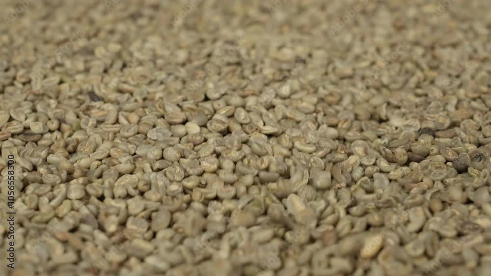 Raw Coffee Beans Lie on the Conveyor Raw Coffee Beans Lie on the Conveyor