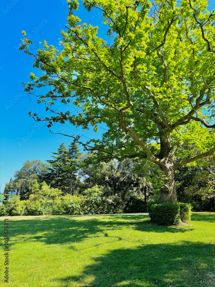 Forest landscape. Tall trees and a lawn on a sunny day. Forest landscape. Tall trees and a lawn on a sunny day.