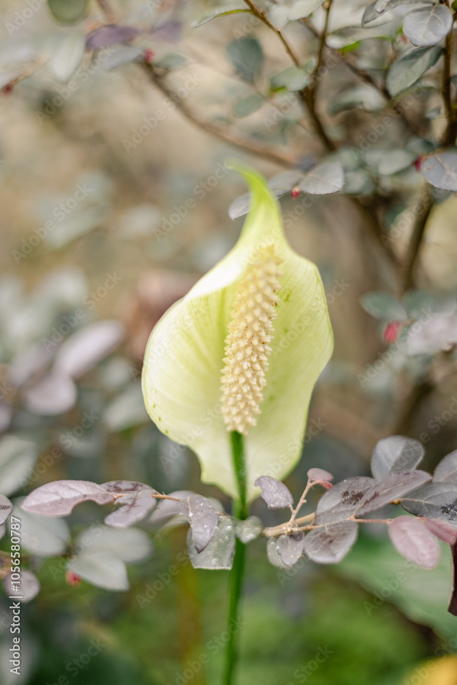 Obraz premium White anthurium flower