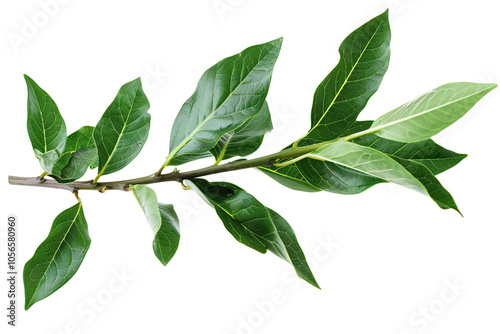 Laurel branch on transparent background. photo