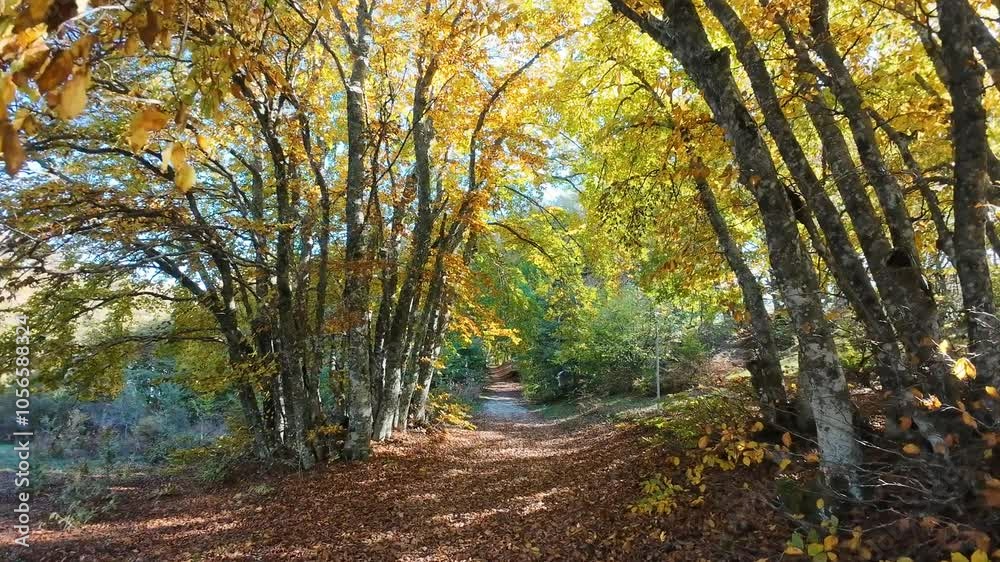 View of tree-lined avenue in the famous wood of Canfaito during autumn season, Marche region, Italy View of tree-lined avenue in the famous wood of Canfaito during autumn season, Marche region, Italy