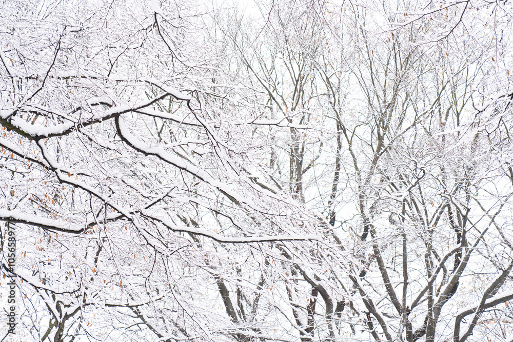 Snow Covered Tree Branches In A Winter Forest Snow Covered Tree Branches In A Winter Forest