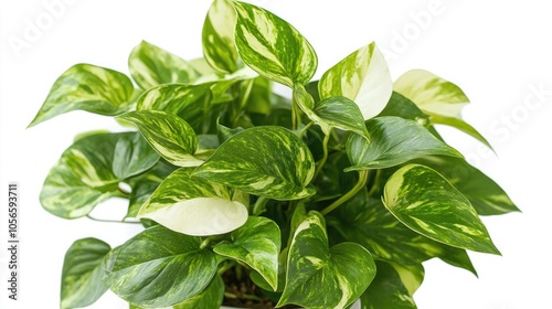 Lush N Joy pothos houseplant featuring variegated white and green leaves in a pot set against a clean white background