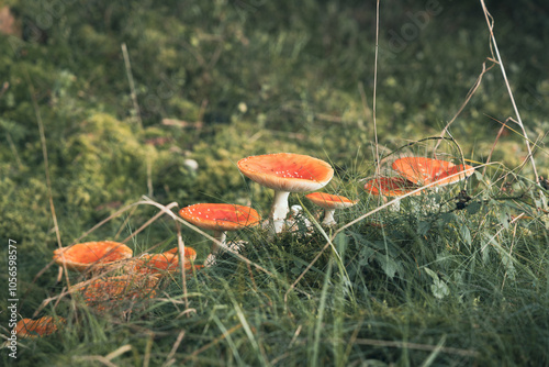 Fliegenpilze im Moos herbstlichen Waldbodens photo