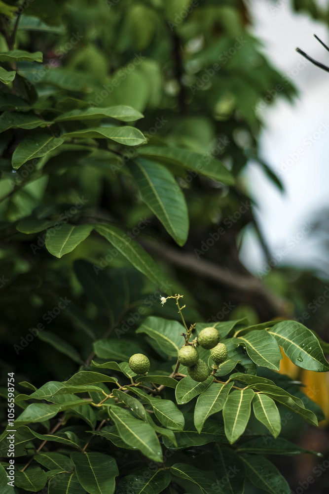 Dimocarpus longan),Longan orchards garden fruit on the longan tree, Tropical fruits in summer thailand ,Young longan fruits on the top of its tree, with its green leaves in the background, in the Nort Dimocarpus longan),Longan orchards garden fruit on the longan tree, Tropical fruits in summer thailand ,Young longan fruits on the top of its tree, with its green leaves in the background, in the Nort
