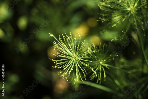 several other members of the genus Cyperus may also have been involved in the multiple uses Egyptians found for the plant.  photo