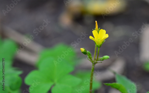 Miniature yellow flower, Close-up of clover flowers with space