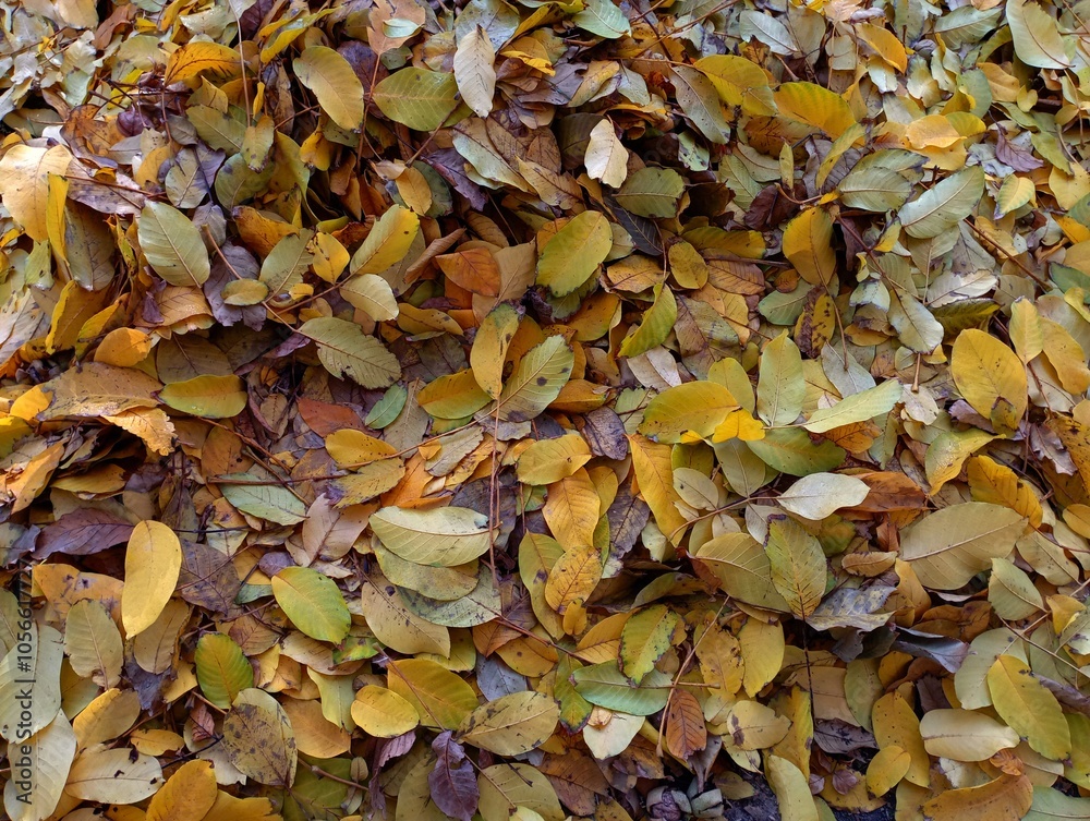 Background of yellow and green fallen autumn leaves. Natural autumn background of nutty yellow leaves. Natural background with leaves. Background of yellow and green fallen autumn leaves. Natural autumn background of nutty yellow leaves. Natural background with leaves.