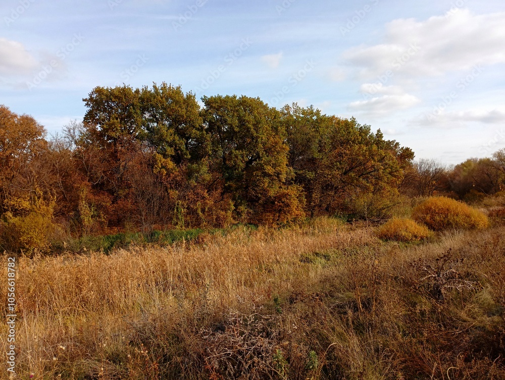 Autumn landscape. The trees are covered with yellow leaves. A picturesque forest strip in the field. Autumn landscape. The trees are covered with yellow leaves. A picturesque forest strip in the field.