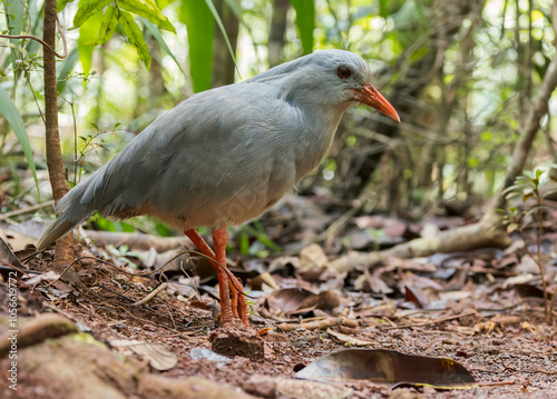 Kagu, Rhynochetos jubatus