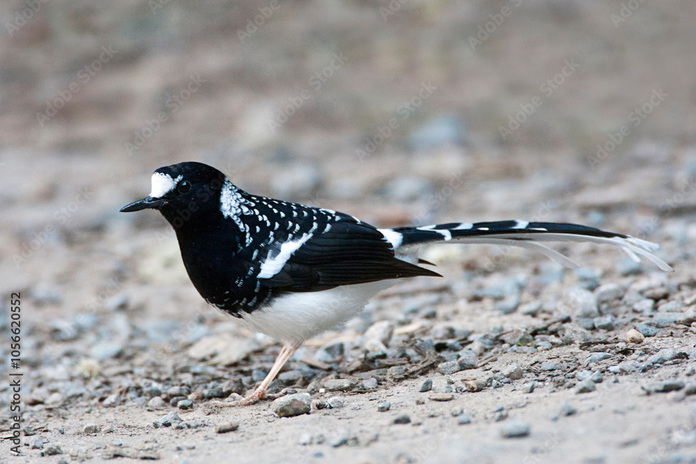 Gevlekte Vorkstaart, Spotted Forktail, Enicurus maculatus