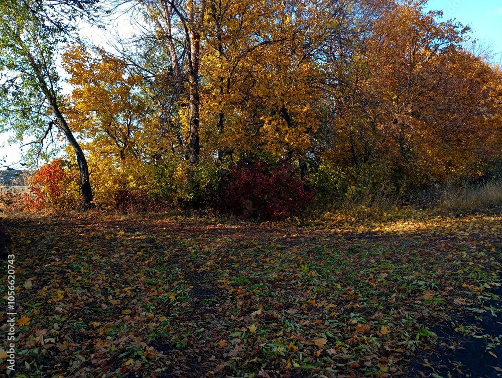 Beautiful autumn landscape with trees covered with colorful autumn yellow leaves. Beautiful trees in autumn. Morning in the autumn forest. Beautiful autumn landscape with trees covered with colorful autumn yellow leaves. Beautiful trees in autumn. Morning in the autumn forest.