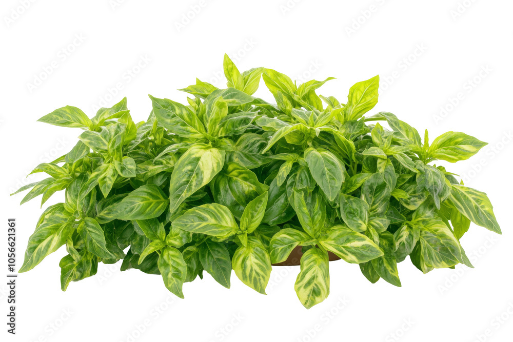 A Stunning Image of a Healthy Basil Plant in a Pot, Isolated on White A Stunning Image of a Healthy Basil Plant in a Pot, Isolated on White