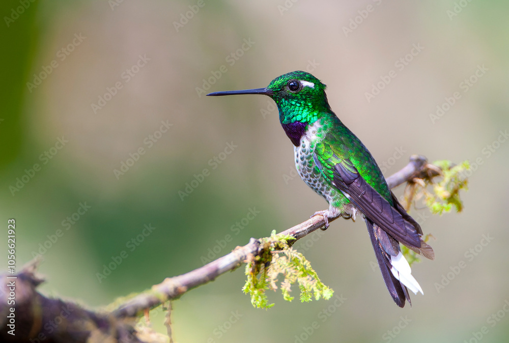Fototapeta premium Purple-bibbed Whitetip, Urosticte benjamini