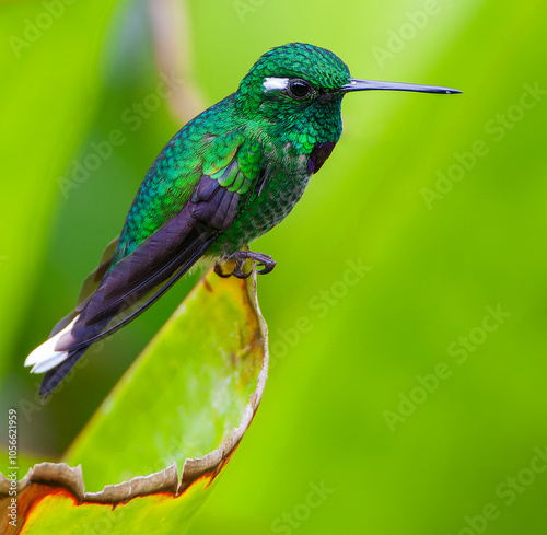 Purple-bibbed Whitetip, Urosticte benjamini photo