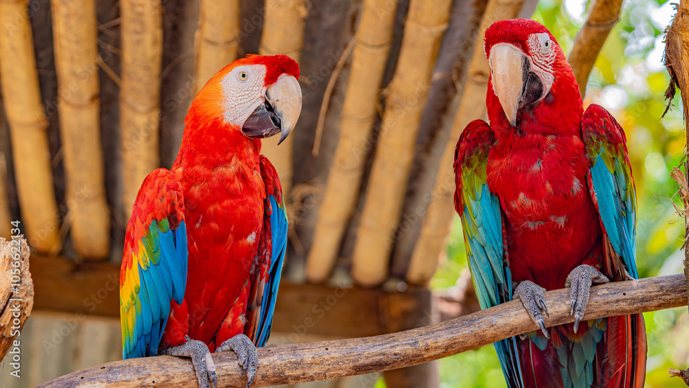 Fototapeta premium Two scarlet macaws perched on a branch, displaying vibrant red, blue, and yellow feathers in a natural setting.