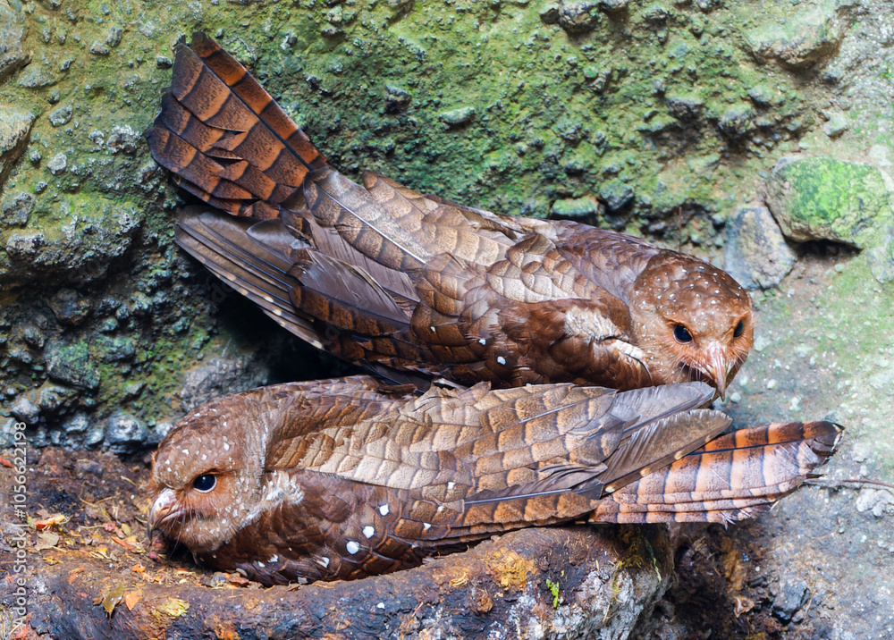 Oilbird, Steatornis caripensis