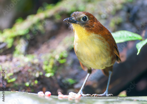 Yellow-breasted Antpitta, Grallaria flavotincta
