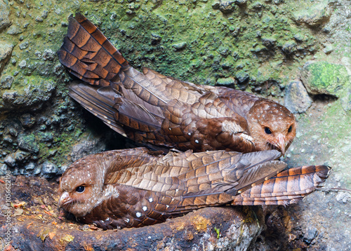 Obraz na płótnie Oilbird, Steatornis caripensis w salonie