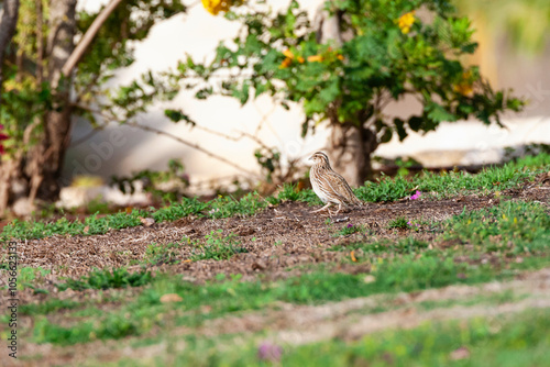 Kwartel, Common Quail, Coturnix coturnix photo