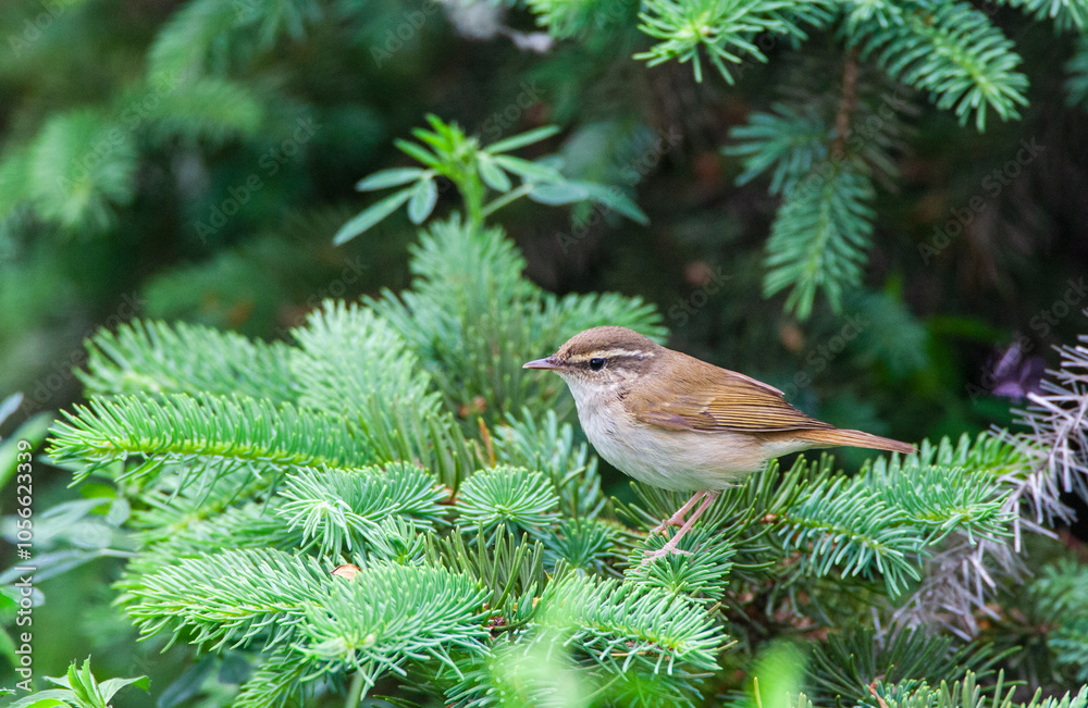 Pale-legged leaf warbler, Phylloscopus tenellipes