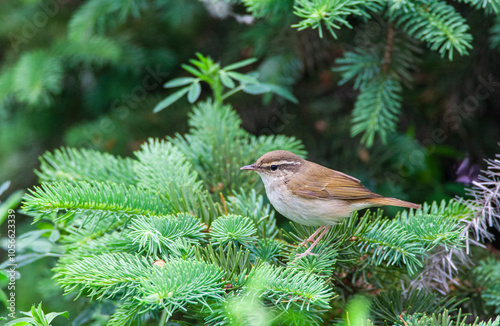 Obraz na płótnie Pale-legged leaf warbler, Phylloscopus tenellipes w salonie
