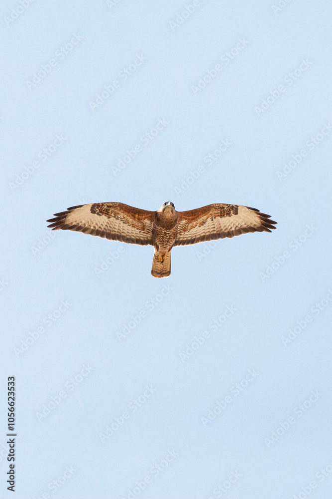 Steppebuizerd, Steppe Buzzard, Buteo buteo vulpinus